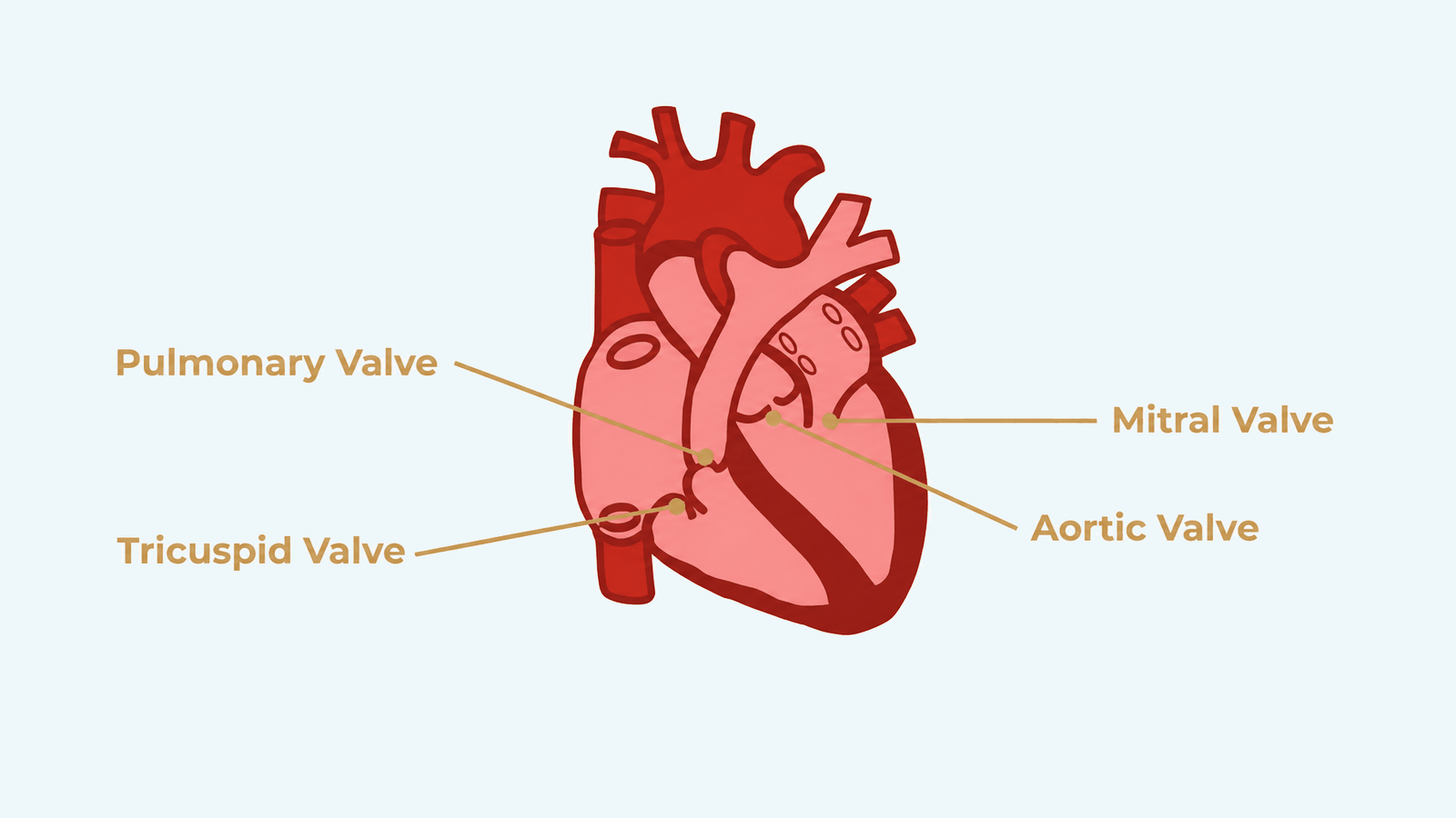 heart-diagram-1
