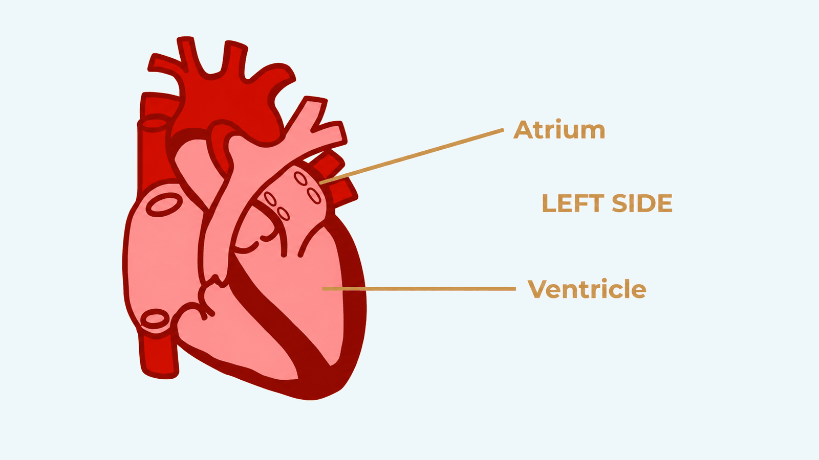 heart-diagram-2