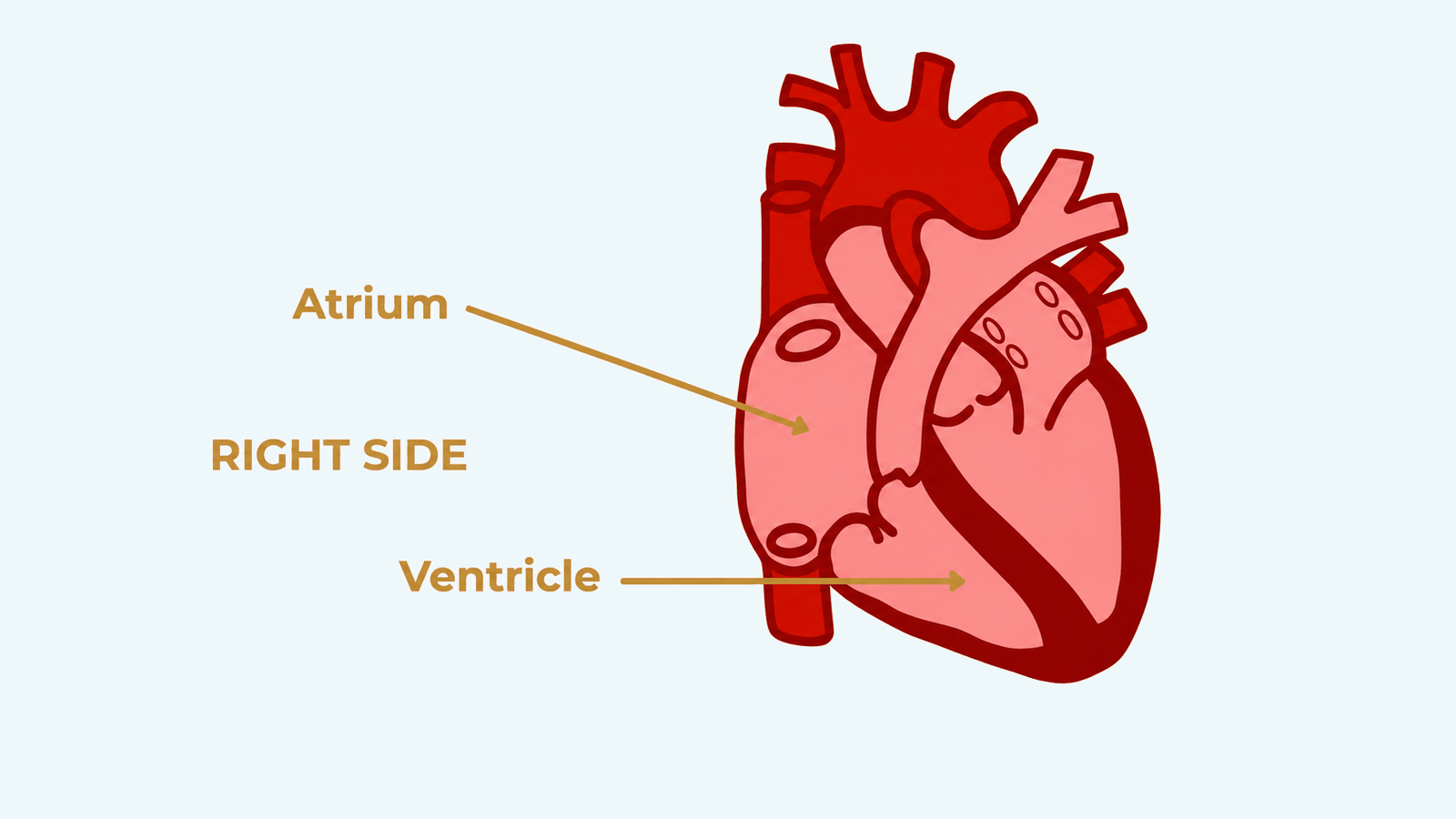 heart-diagram-3