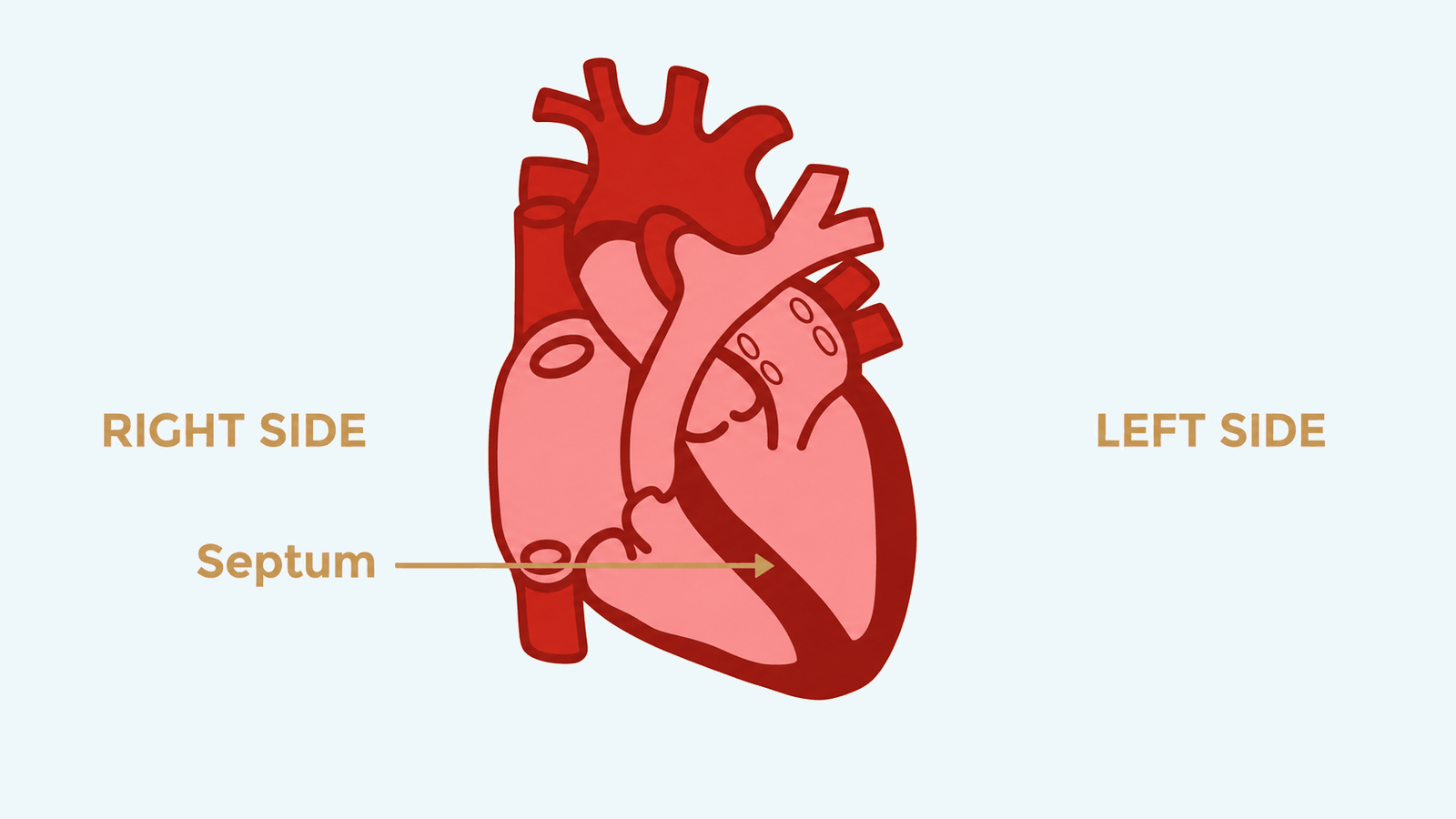 heart-diagram-4