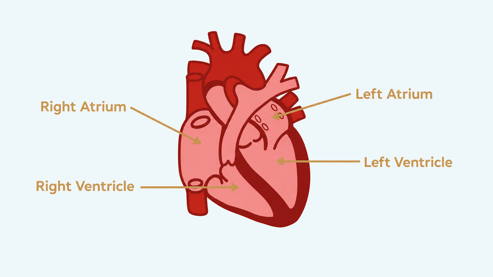 heart-diagram-5